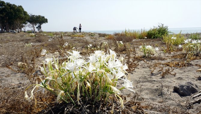 Mersin'de "sahillerin incisi" kum zambakları özenle korunuyor