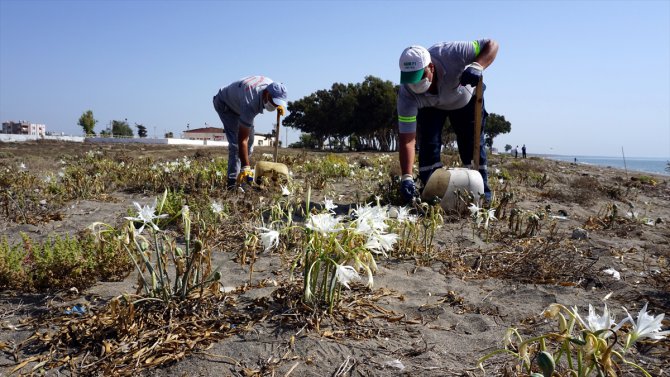 Mersin'de "sahillerin incisi" kum zambakları özenle korunuyor