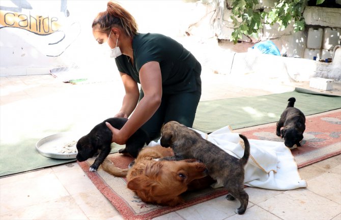 Zehirlenen anne köpek yavrularıyla birlikte Gaziantep'te tedavi altına alındı