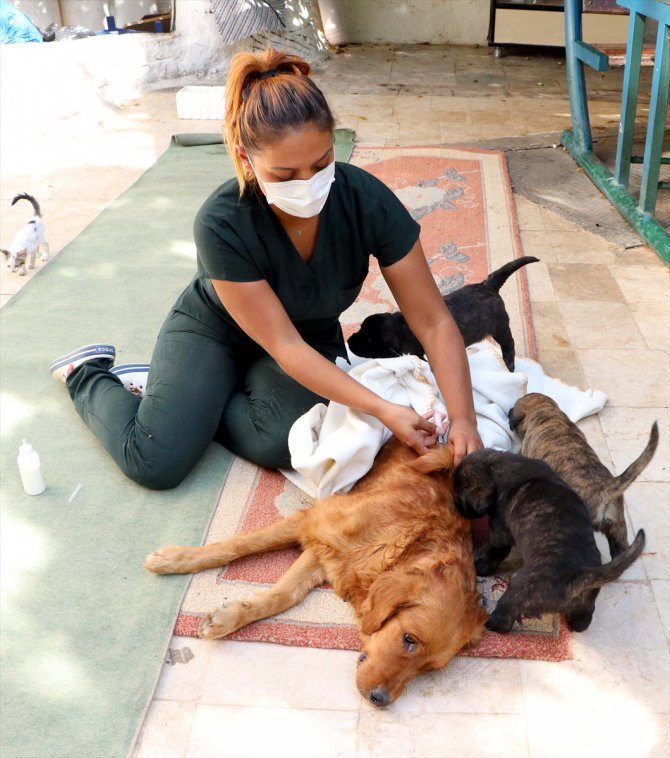 Zehirlenen anne köpek yavrularıyla birlikte Gaziantep'te tedavi altına alındı