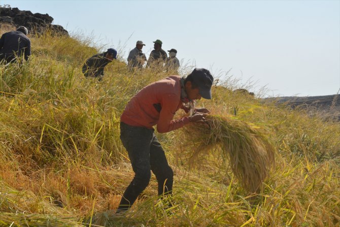 Karacadağ pirincinin tarladan sofraya zorlu yolculuğu