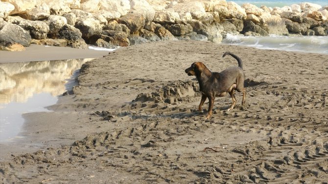 Kayalıklarla mahsur kalan köpek yavrusu kepçe yardımıyla kurtarıldı