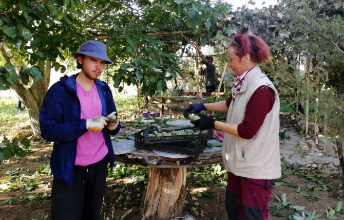 Kırşehir'de organik tarım gönüllüsü yabancı turistler ceviz topladı