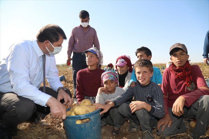 Sivas Valisi Ayhan'dan tarlada çalışan çocuklara eğitim müjdesi