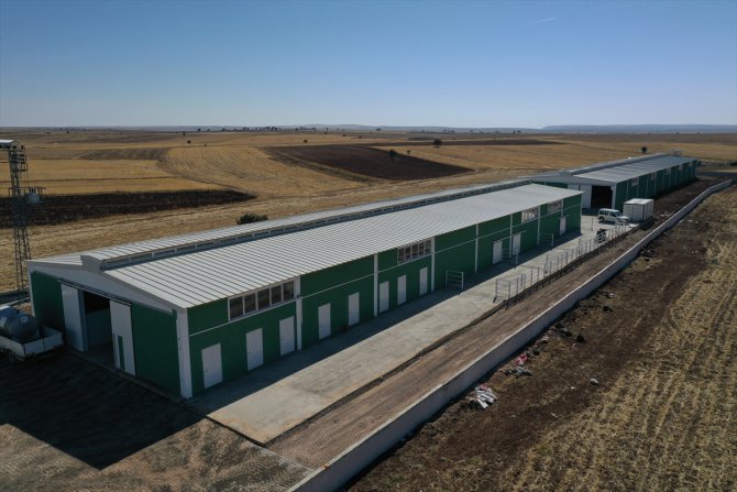 Sivas'ta "Süt Sığırcılığı Eğitim Çiftliği" yıllık 6 ton karkas et üretecek