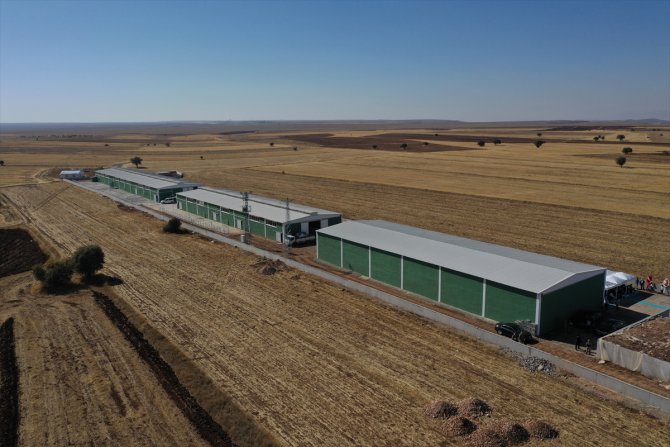 Sivas'ta "Süt Sığırcılığı Eğitim Çiftliği" yıllık 6 ton karkas et üretecek
