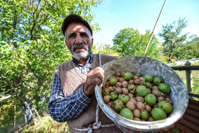 Tunceli'de köylülerin zorlu ceviz hasadı başladı