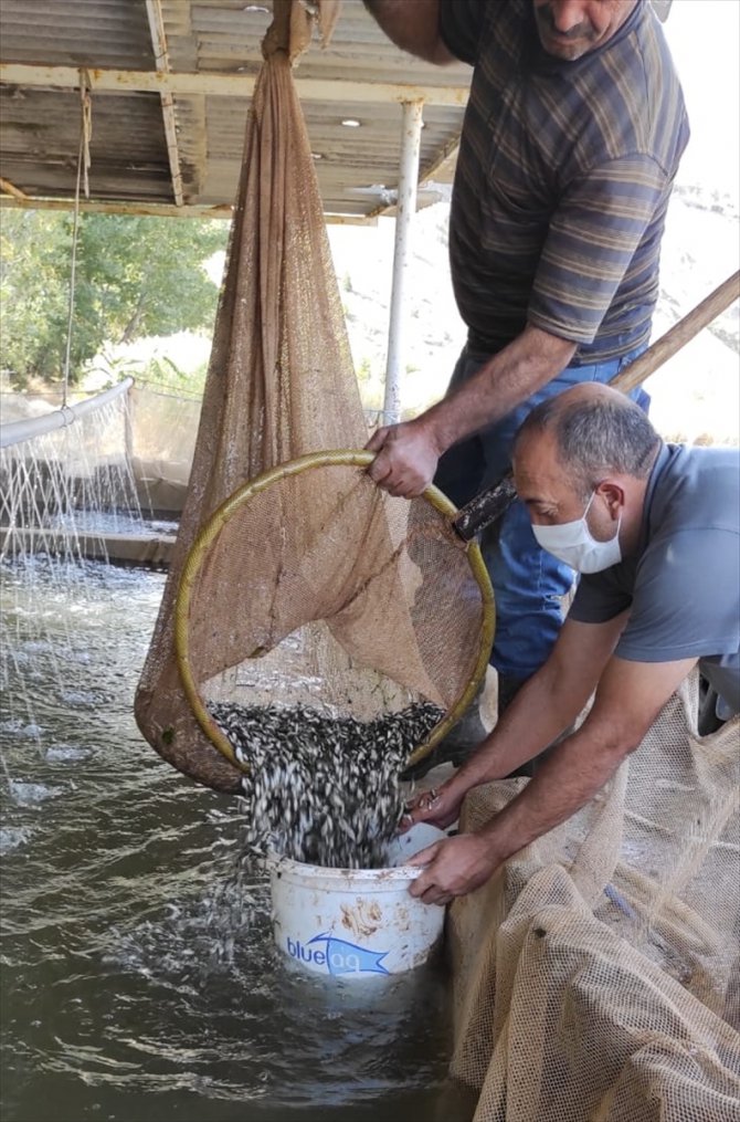 Elazığ'da üretilen 5 milyon yavru balık 21 baraj gölüne bırakılacak