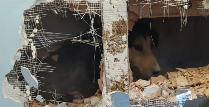 Kocaeli'de apartman boşluğuna düşen köpek kurtarıldı