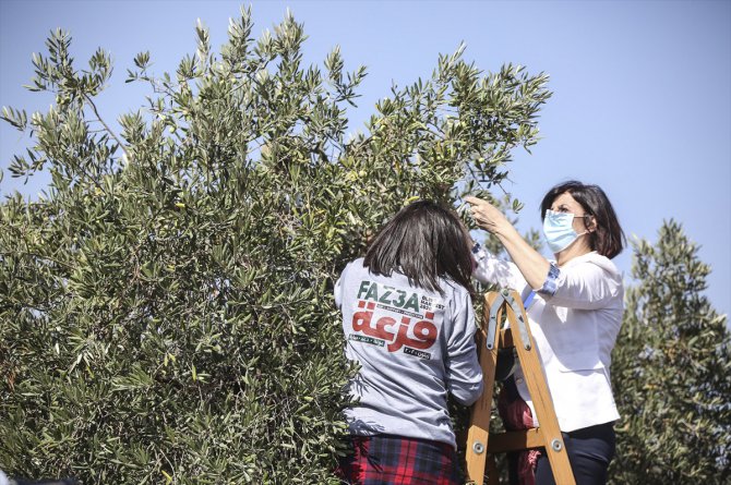 Filistinliler, Yahudi yerleşimcilerin zeytin bahçelerine yönelik saldırılarına imece usulüyle karşı koyuyor