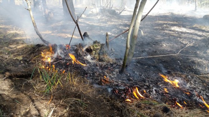 Sarıkamış Ormanları'nda çıkan yangın söndürüldü