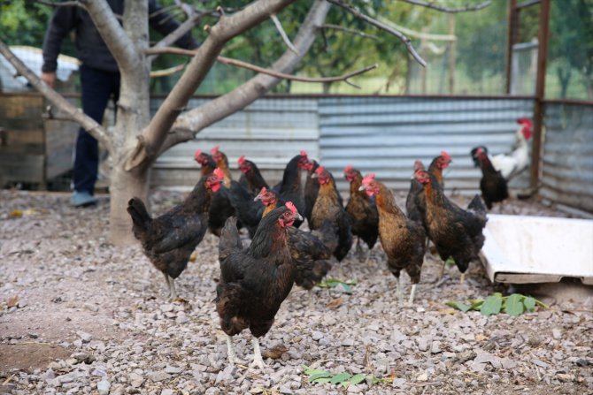 Kocaeli'de yüzde 50 hibeli tavuk desteği çiftçilerin yüzünü güldürdü
