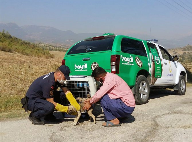 Adana'da terk edilmiş köpek yavrularına jandarma sahip çıktı