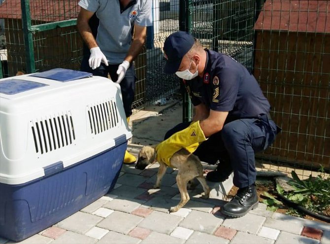 Adana'da terk edilmiş köpek yavrularına jandarma sahip çıktı