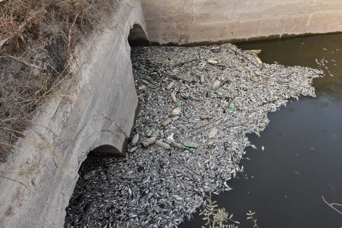 Aydın’da sulama kanalındaki toplu balık ölümlerine ilişkin inceleme