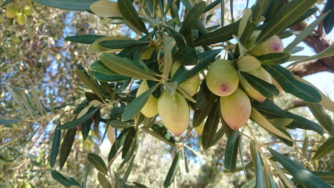 Antalya'nın "Beylik" zeytini "çeşit" olarak tescillendi