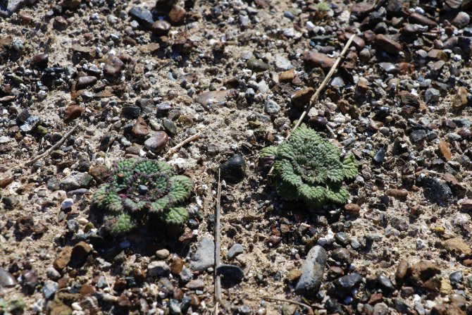 Salda Gölü'ne özgü iki sığırkuyruğu türü bitkisi koruma altına alındı