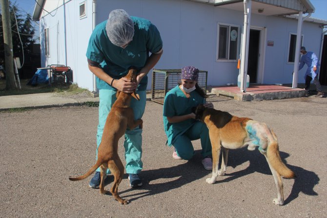 Cezayirli veteriner Sinop'ta sokak hayvanlarının bakımına yardım ediyor