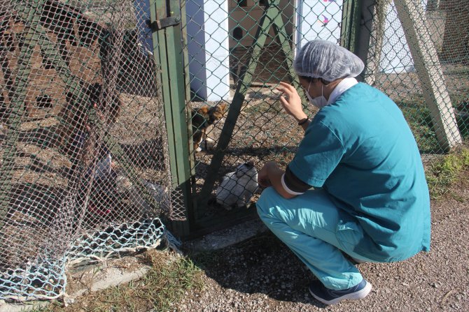Cezayirli veteriner Sinop'ta sokak hayvanlarının bakımına yardım ediyor