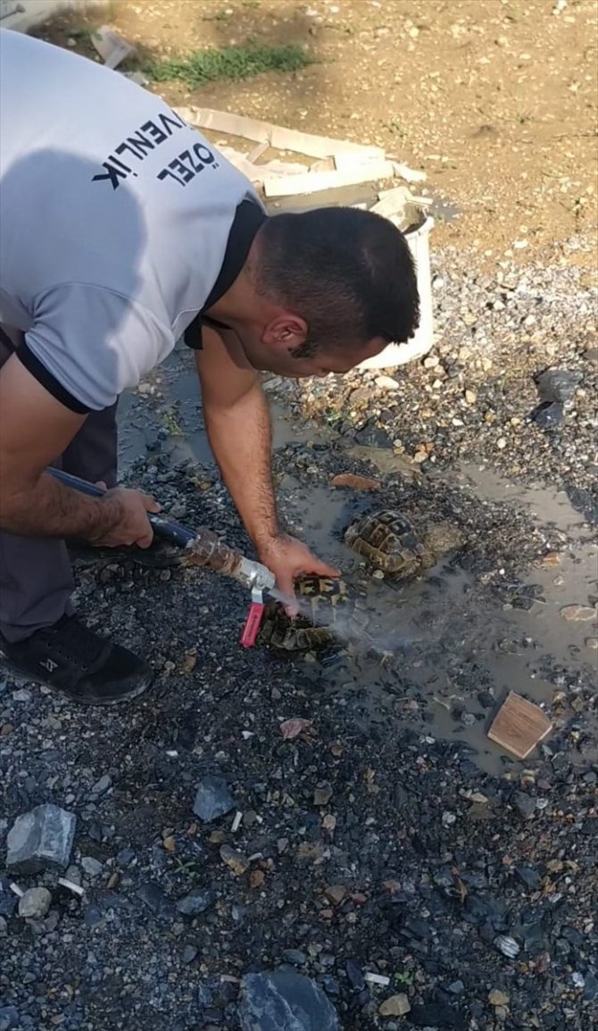Kocaeli'de kuyuya düşen kaplumbağaların yardımına belediye ekipleri koştu