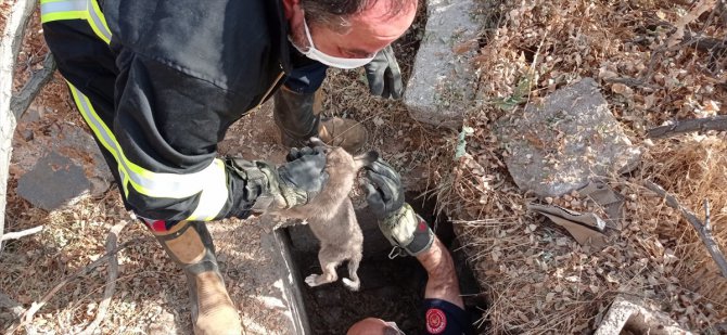 Şanlıurfa'da foseptik çukuruna düşen köpek yavrusu kurtarıldı
