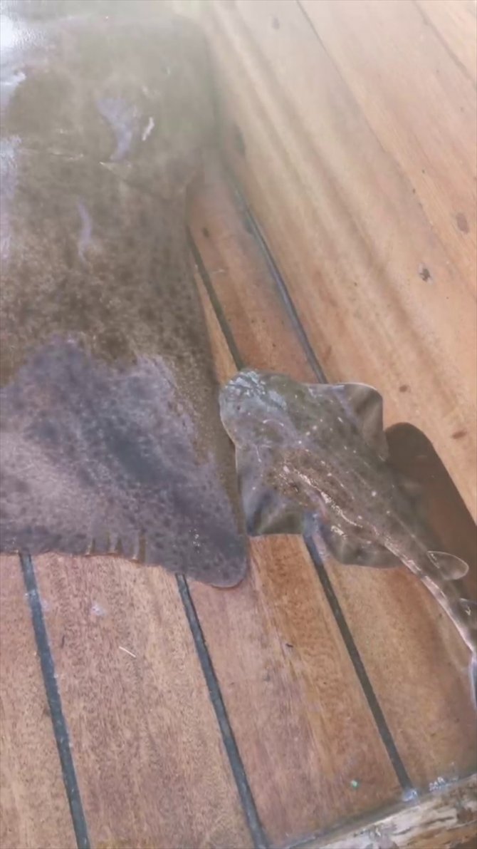 Çanakkale'de balıkçılar teknede "keler" cinsi köpek balığının doğumunu görüntüledi