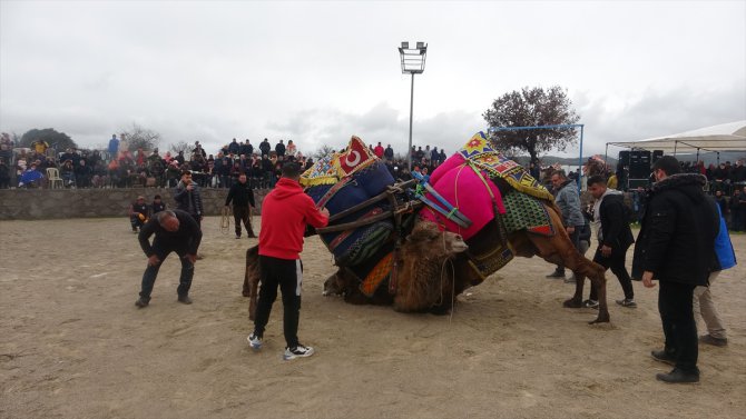 Çanakkale’de depremzedeler yararına deve güreşleri düzenlendi