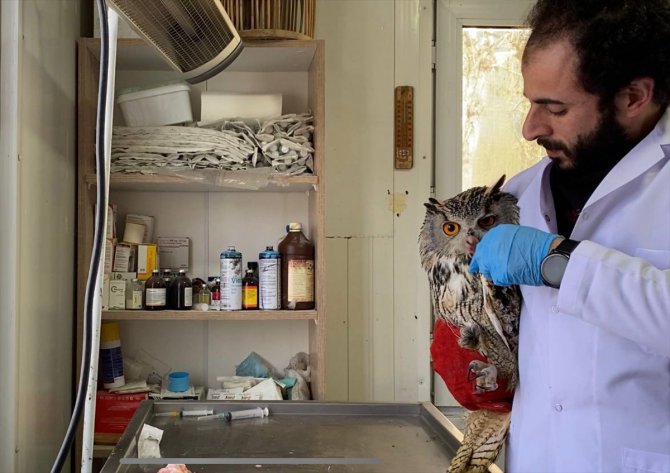 Erzurum'da yaralı bulunan puhu tedavisinin ardından doğaya salınacak