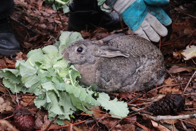 Ordu'da bulunan yaban tavşanı doğaya salındı