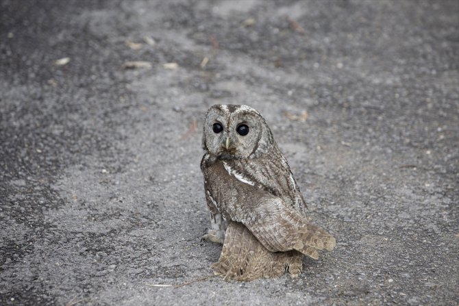 Tunceli'de ormanda bulunan kanadı kırık baykuş "Maya"nın tedavisi sürüyor