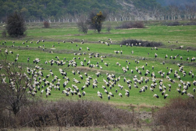 Baharla sıcak bölgelere göçe başlayan leylekler Domaniç'te konakladı