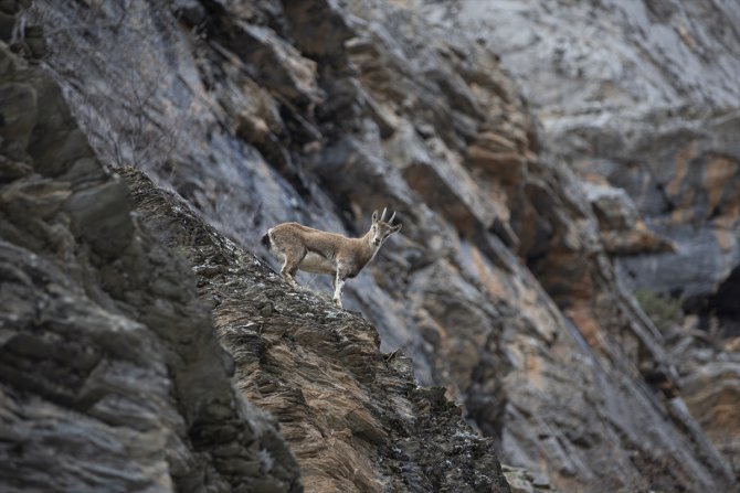 Koruma altındaki yaban keçileri Tunceli dağlarında beslenirken görüntülendi