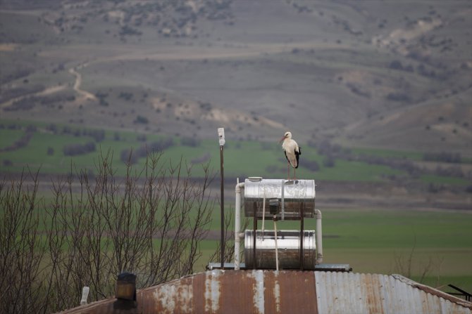 Baharın müjdecisi leylekler Tunceli'deki yuvalarına yerleşti