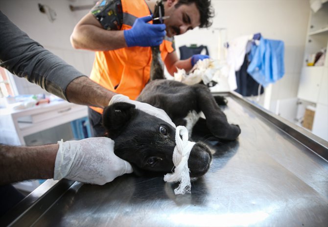 Depremlerden etkilenen Hatay'da 10 bini aşkın hayvana "şifa eli" değdi