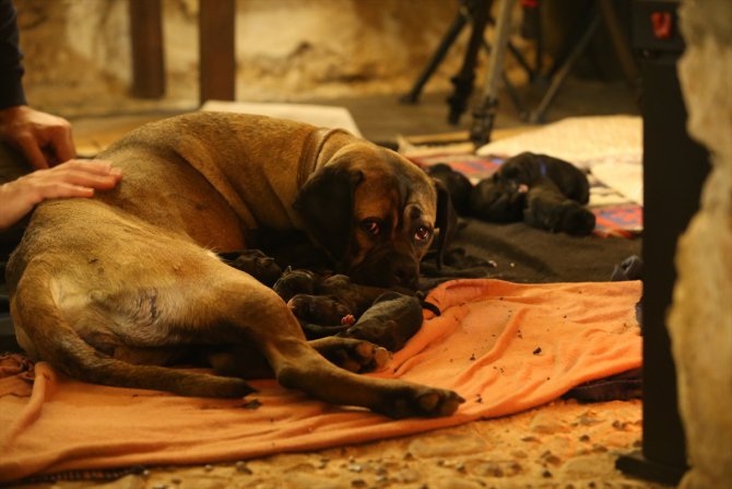 Kırklareli'nde "Cane Corso" cinsi köpek 14 yavru doğurdu