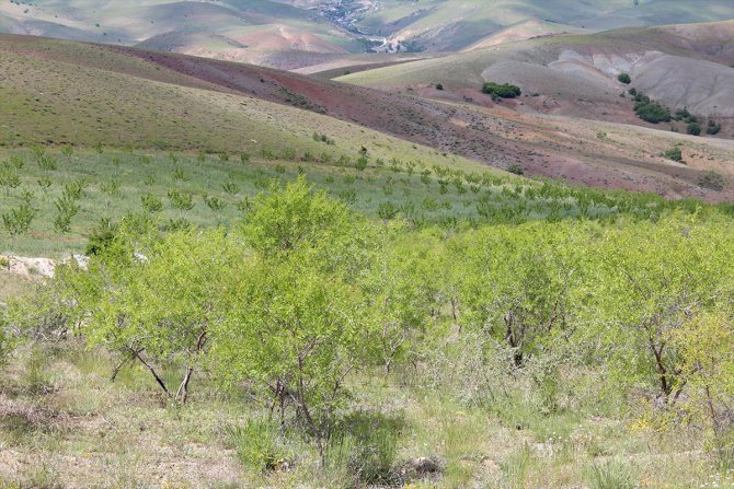 Sivas'ta ormanlık alan 20 yılda yüzde 30 arttı