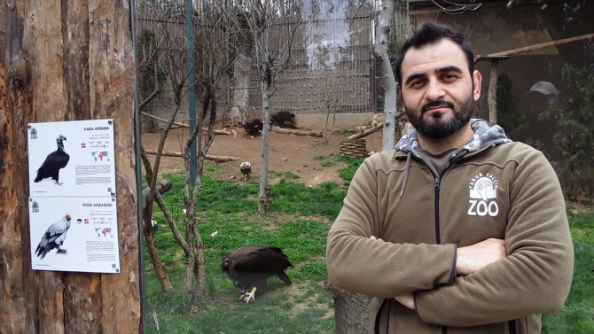 Akdeniz Bölgesi'nde yorgun düşen kara akbabaya, Kocaeli'de özenle bakılıyor