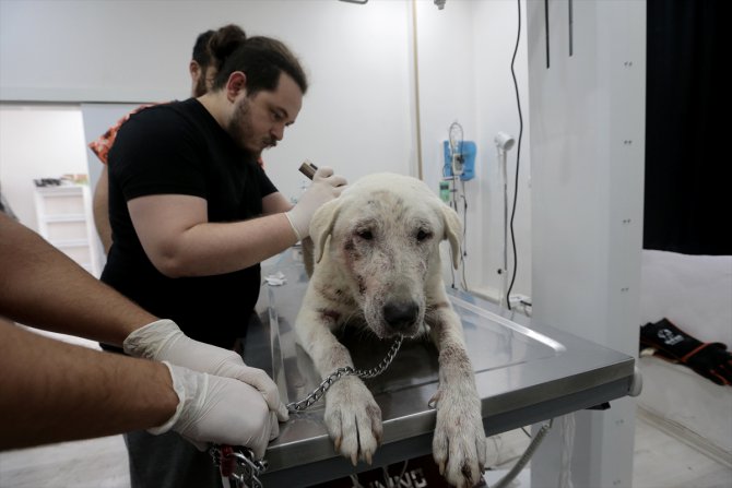 İskenderunlu hayvansever depremde yaralanan köpeklerin tedavisi ve bakımıyla ilgileniyor