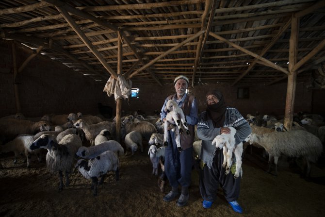 Tunceli'de besiciler "süt kuzuları"nı özenle büyütüyor