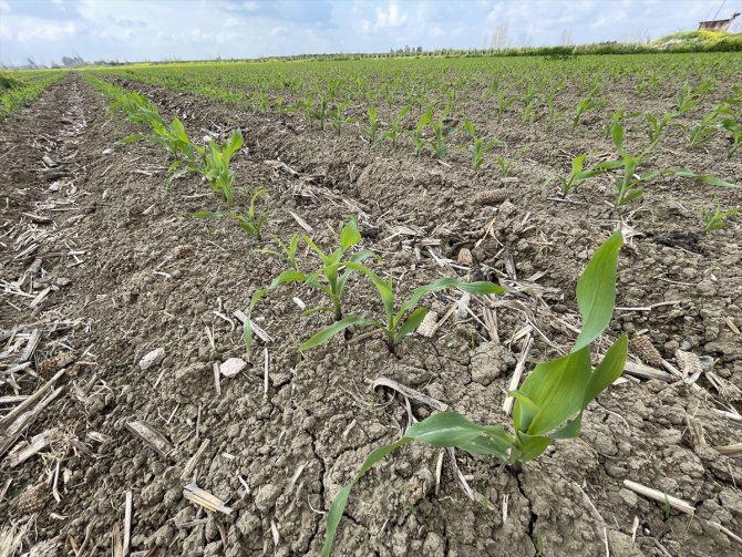 Çukurova'da mısır yerine daha az su tüketen ürünlerin ekilmesi önerisi