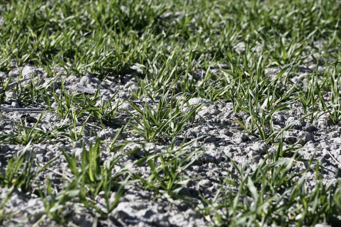 Hububatta ekim alanındaki artışın kuraklıktan kaynaklı rekolte kaybını kapatması öngörülüyor