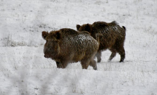 Kars'ta kara yoluna inen domuz sürüsü görüntülendi