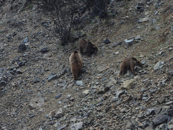 Erzurum'da boz ayı ailesi yiyecek ararken görüntülendi