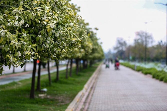 Turunç ve narenciye cenneti Adana'yı portakal çiçeği kokusu sardı