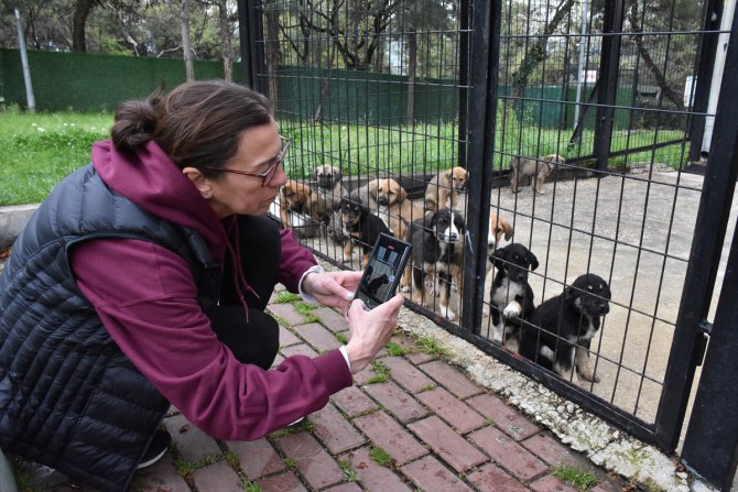 ABD'den gelen hayvansever Bursa'daki barınaktan 4 köpeği sahiplendi