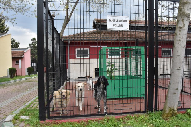 ABD'den gelen hayvansever Bursa'daki barınaktan 4 köpeği sahiplendi