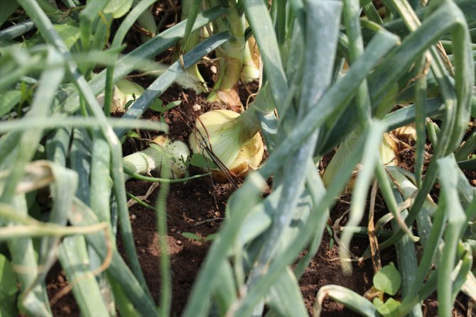 Çukurova'daki turfanda soğan hasadının fiyatları düşürmesi bekleniyor