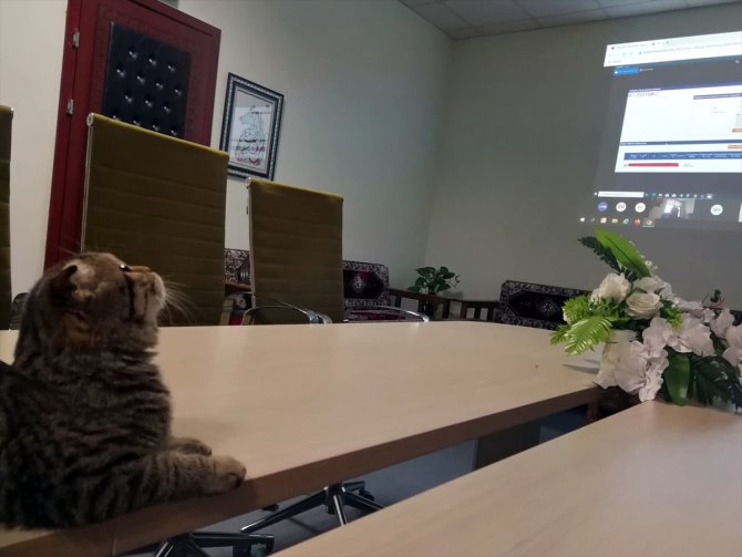 Kedi "Mebbis" Milli Eğitim Müdürlüğünün maskotu oldu