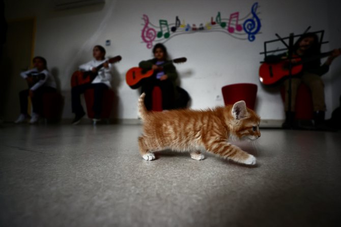 Gençlik Merkezinin sahiplendiği kedi "Karamel" ile 4 yavrusu öğrencilere neşe kaynağı oldu
