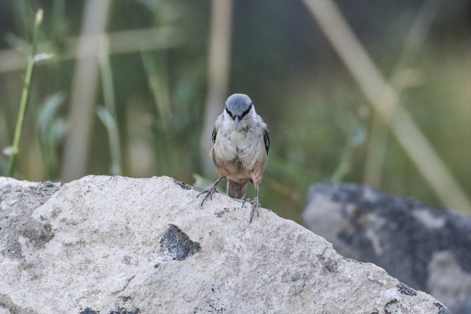 Ağrı Dağı'nda yaşayan kaya sıvacı kuşu kayalıklarda görüntülendi